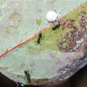 Dolichoderus scabridus at Higgins, ACT - Today by AlisonMilton