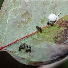 Iridomyrmex sp. (genus) at Higgins, ACT - 9 Oct 2025 10:54 AM