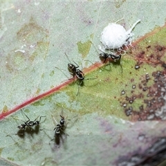 Iridomyrmex sp. (genus) at Higgins, ACT - 9 Oct 2025 10:54 AM