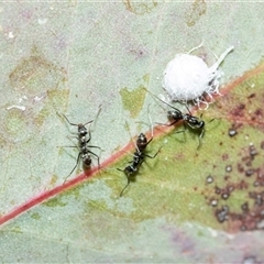 Iridomyrmex sp. (genus) at Higgins, ACT - 9 Oct 2025 10:54 AM