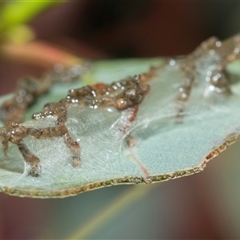 Peritropha oligodrachma (A twig moth) at Higgins, ACT - Yesterday by AlisonMilton