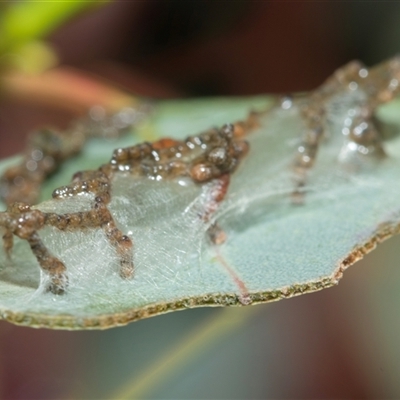 Peritropha oligodrachma (A twig moth) at Higgins, ACT - Yesterday by AlisonMilton