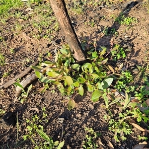 Eucalyptus dives at Hawker, ACT - 5 Oct 2025 by sangio7