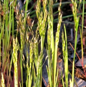 Aira (genus) at Hawker, ACT - 5 Oct 2025 06:28 PM