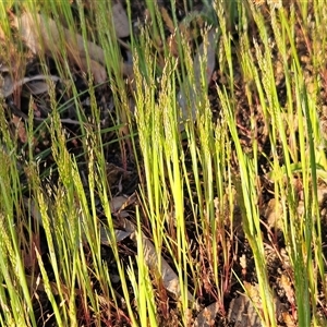 Aira (genus) at Hawker, ACT - 5 Oct 2025 06:28 PM