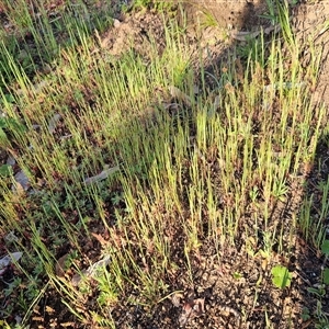 Aira (genus) at Hawker, ACT - 5 Oct 2025 06:28 PM