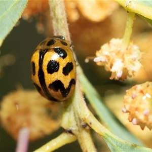 Coccinella transversalis (Transverse Ladybird) at Higgins, ACT - Today by AlisonMilton