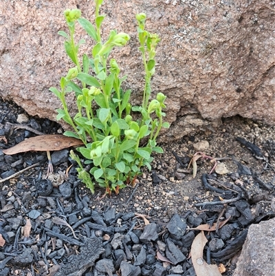 Unverified Other Wildflower or Herb at Hawker, ACT - 5 Oct 2025 by sangio7