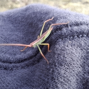 Unverified Insect by Dron