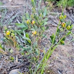 Hibbertia obtusifolia at Hawker, ACT - 5 Oct 2025 by sangio7