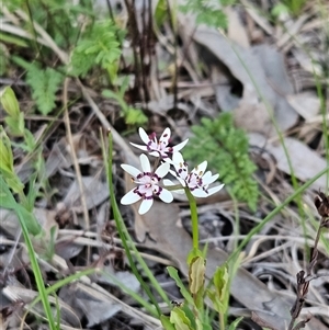 Wurmbea dioica subsp. dioica at Hawker, ACT - 5 Oct 2025 by sangio7
