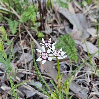 Wurmbea dioica subsp. dioica (Early Nancy) at Hawker, ACT - 5 Oct 2025 by sangio7