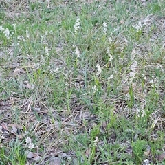 Wurmbea dioica subsp. dioica at Hawker, ACT - 5 Oct 2025 06:55 PM