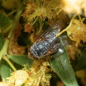 Unverified Bristle Fly (Tachinidae) at Higgins, ACT - Today by AlisonMilton