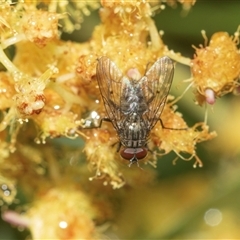 Helina sp. (genus) (Muscid fly) at Higgins, ACT - 9 Oct 2025 by AlisonMilton