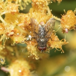Unverified True fly (Diptera) at Higgins, ACT - Today by AlisonMilton