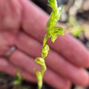 Bunochilus montanus (ACT) = Pterostylis jonesii (NSW) by clarehoneydove