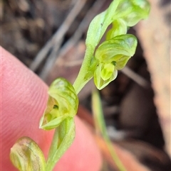 Hymenochilus cycnocephalus at Bungendore, NSW - suppressed