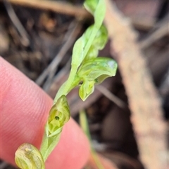 Hymenochilus cycnocephalus at Bungendore, NSW - suppressed