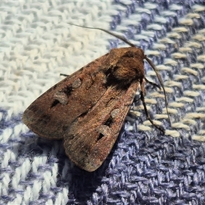 Agrotis infusa by clarehoneydove