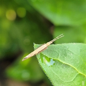 Plutella xylostella by clarehoneydove