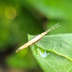 Plutella xylostella at Bungendore, NSW - suppressed