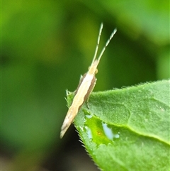 Plutella xylostella at Bungendore, NSW - suppressed
