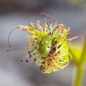 Setocoris (Genus) at Bungendore, NSW - suppressed