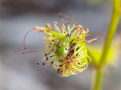Setocoris (Genus) (Drosera Bug) by clarehoneydove