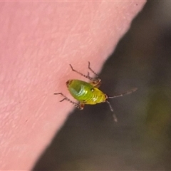 Setocoris (Genus) at Bungendore, NSW - suppressed