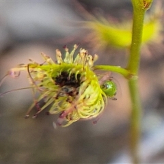 Setocoris (Genus) at Bungendore, NSW - suppressed
