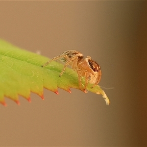 Unverified Jumping or peacock spider (Salticidae) at Wodonga, VIC - Today by KylieWaldon