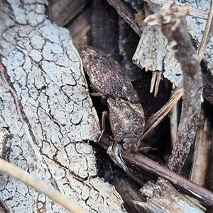 Agrypnus sp. (genus) by clarehoneydove