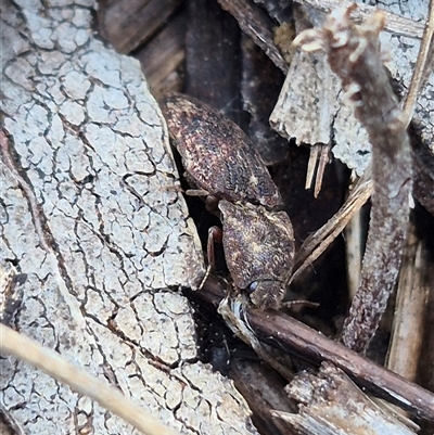 Agrypnus sp. (genus) at  - suppressed by clarehoneydove