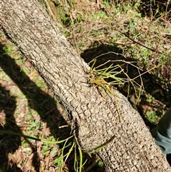 Unverified at suppressed - suppressed