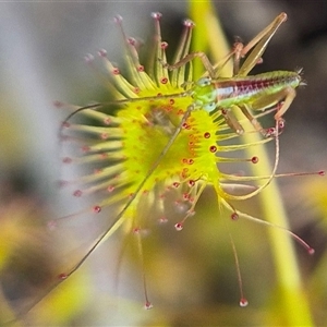 Caedicia simplex by clarehoneydove