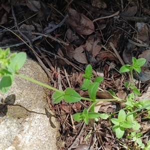 Cerastium glomeratum at Cooma, NSW - Today by mahargiani