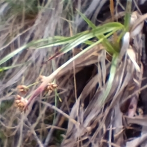 Luzula (genus) at Cooma, NSW - Today by mahargiani