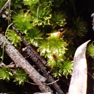 Polytrichum at Cooma, NSW - Today by mahargiani