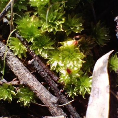 Polytrichum at Cooma, NSW - Yesterday by mahargiani