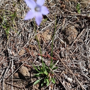 Wahlenbergia gloriosa at Cooma, NSW - Today by mahargiani