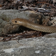Pseudonaja textilis (Eastern Brown Snake) at Jerrabomberra, NSW - 6 Oct 2025 by SteveBorkowskis