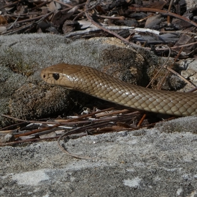 Pseudonaja textilis (Eastern Brown Snake) at Jerrabomberra, NSW - 6 Oct 2025 by SteveBorkowskis
