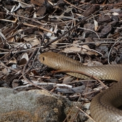 Pseudonaja textilis at Jerrabomberra, NSW - suppressed