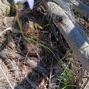Wahlenbergia gracilis at Cooma, NSW - Today by mahargiani
