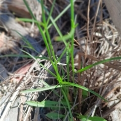 Wahlenbergia sp. at Cooma, NSW - 9 Oct 2025 02:32 PM