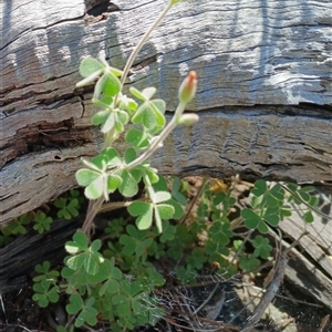 Oxalis corniculata at Cooma, NSW - Today by mahargiani