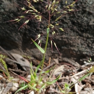 Aira (genus) at Cooma, NSW - Today by mahargiani