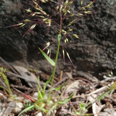 Aira (genus) (A Hair Grass) at Cooma, NSW - 9 Oct 2025 by mahargiani