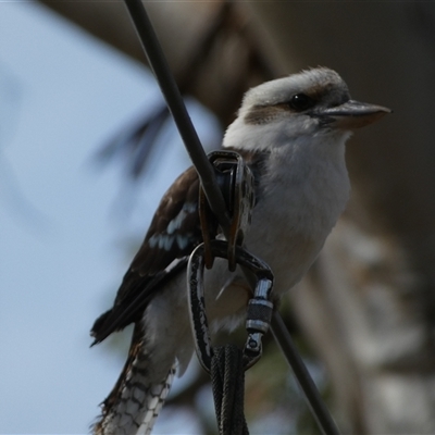 Dacelo novaeguineae (Laughing Kookaburra) at Jerrabomberra, NSW - 27 Sep 2025 by SteveBorkowskis